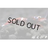 レッドシャドー・ルージュ（キングコング個体）１匹