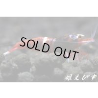 レッドシャドー・ルージュ（キングコング個体）１匹