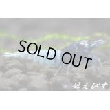 クラウド　ターコイズ（1匹）