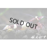 レッドシャドー・ルージュ（パンダ個体）1匹