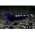 クラウドシュリンプ