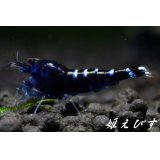 クラウドシュリンプ