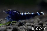 クラウドシュリンプ