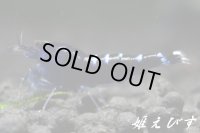 クラウドシュリンプ