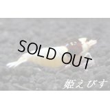 レッドシャドー・ルージュ（モスラ個体）