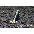 クラウド・ヴァティクルライン