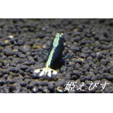 クラウド・ヴァティクルライン