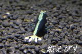 クラウド・ヴァティクルライン