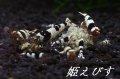 ブラックビーシュリンプ（Ｌｏｗグレード）１０匹　繁殖セット