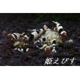 ブラックビーシュリンプ（Ｌｏｗグレード）１０匹　繁殖セット