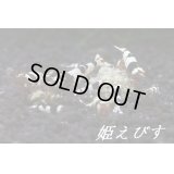 ブラックビーシュリンプ（Ｌｏｗグレード）１匹