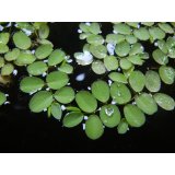 ＜無農薬＞オオサンショウモ　約３０株