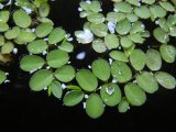 ＜無農薬＞オオサンショウモ　約３０株