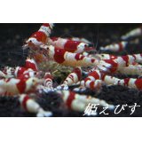 レッドビー（１匹）
