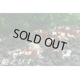 レッドナナシーシュリンプ（３匹セット）