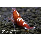レッドカオス　Custom”Ｌ”　（Lightグレード）１匹