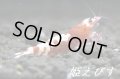 レッドナナシーシュリンプ