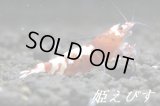 レッドナナシーシュリンプ