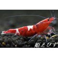 レッドカオス　Custom”Ｌ”　（Middleグレード）１匹
