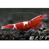 レッドカオス　Custom”Ｌ”　（Middleグレード）１匹