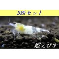 ゴーストシャドーシュリンプ（3匹セット）