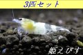 ゴーストシャドーシュリンプ（3匹セット）