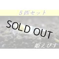 ゴーストシャドーシュリンプ（５匹セット）