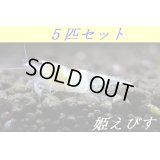 ゴーストシャドーシュリンプ（５匹セット）