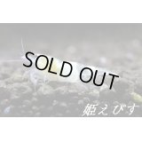 ゴーストシャドーシュリンプ