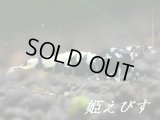 【姫えびすブリード】ＭａｒｋII　ミドルグレード５匹
