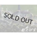 ゴールデンアイシュリンプ（３匹セット）
