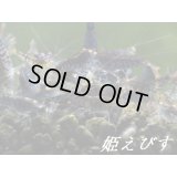 ゴールデンアイシュリンプ（３匹セット）