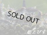 ゴールデンアイシュリンプ（３匹セット）
