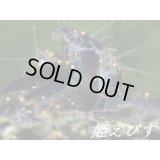 ゴールデンアイシュリンプ（５匹セット）