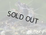 ゴールデンアイシュリンプ（５匹セット）