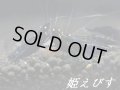 ブラックダイヤゴールドアイ（１匹）