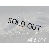ブラックダイヤゴールドアイ（１匹）