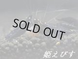 ブラックダイヤゴールドアイ（１匹）