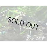 【姫えびすブリード】ＭａｒｋII　エントリーグレード５匹セット