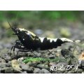 ブラックカオス　フィッシュボーンＴｙｐｅ　１匹