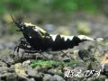 ブラックカオス　フィッシュボーンＴｙｐｅ　１匹