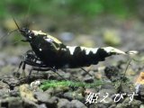 ブラックカオス　フィッシュボーンＴｙｐｅ　１匹