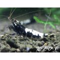 ブラックカオスシュリンプ（ペア）