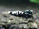 ブラックカオス　ギャラクシーＴｙｐｅ　１匹