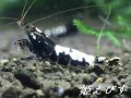 ブラックカオスシュリンプ