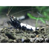 ブラックカオスシュリンプ