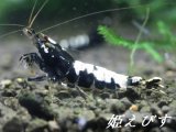 ブラックカオスシュリンプ