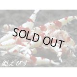 レッドビーシュリンプ　３ペア＝６匹（殻厚赤脚のオススメ血統！！）