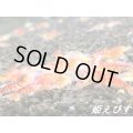 レッドサンダーゴールデンアイ　２０匹セット