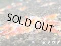 レッドサンダーゴールデンアイ　２０匹セット